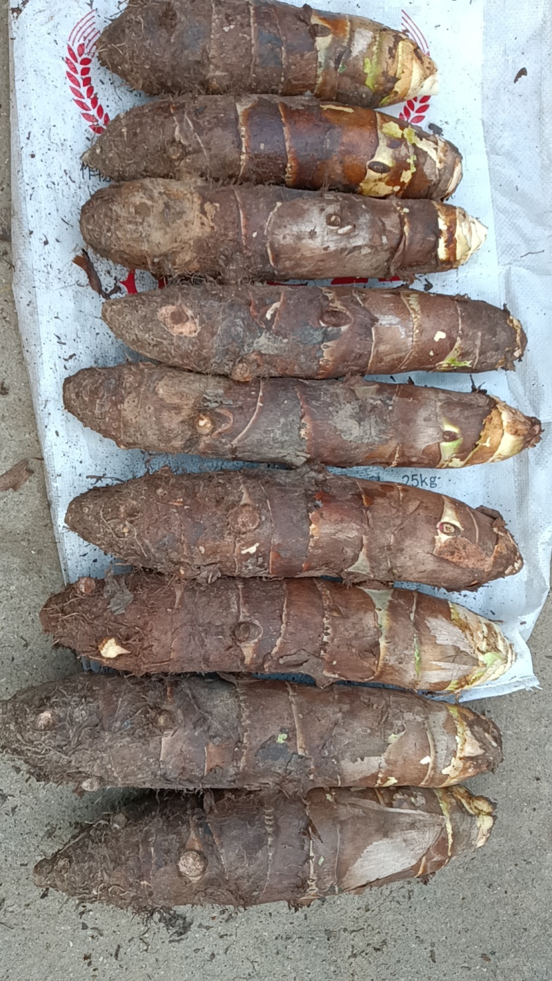 [香芋种子批发]山东临沂郯城县香芋种子 3.