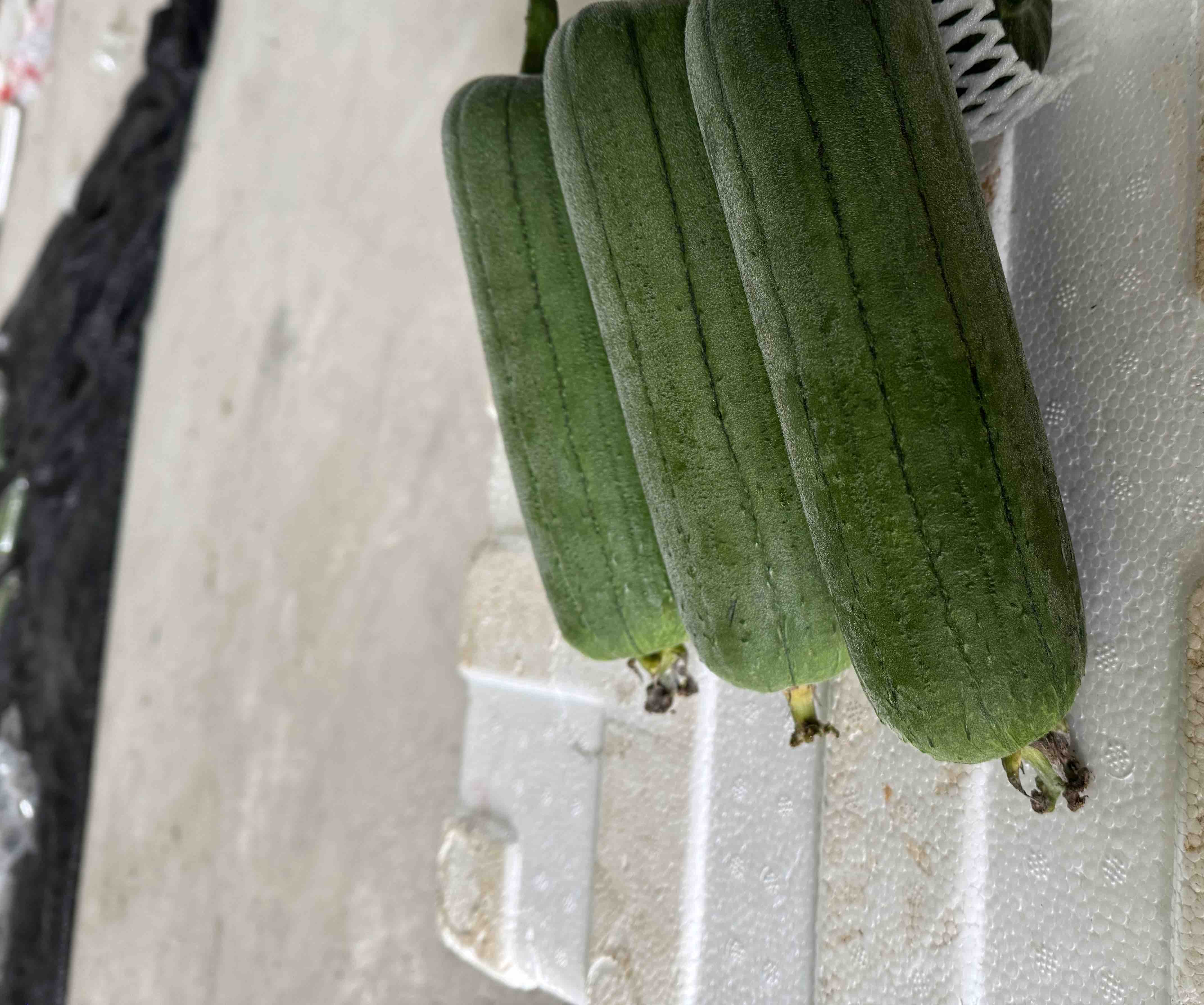 旱黄瓜处理过程图