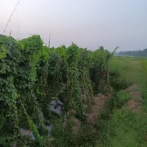中药材粉防己苗