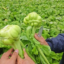 基地种植涪陵榨菜榨菜鲜榨菜工厂榨菜榨菜