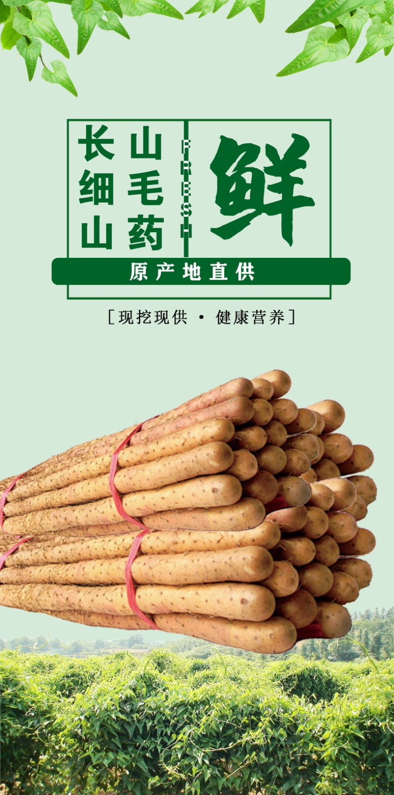 毛山药铁棍山药图片