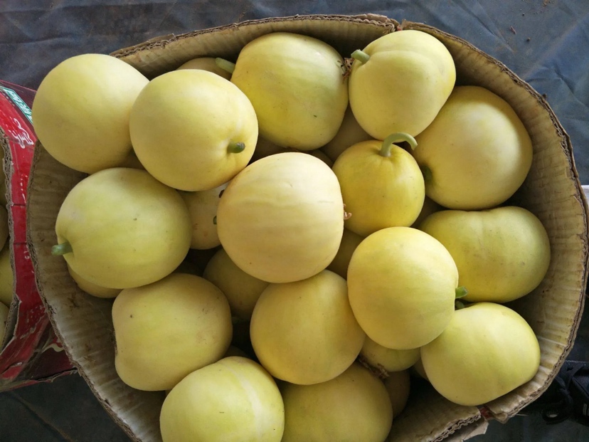 星甜金冠甜瓜整果特写