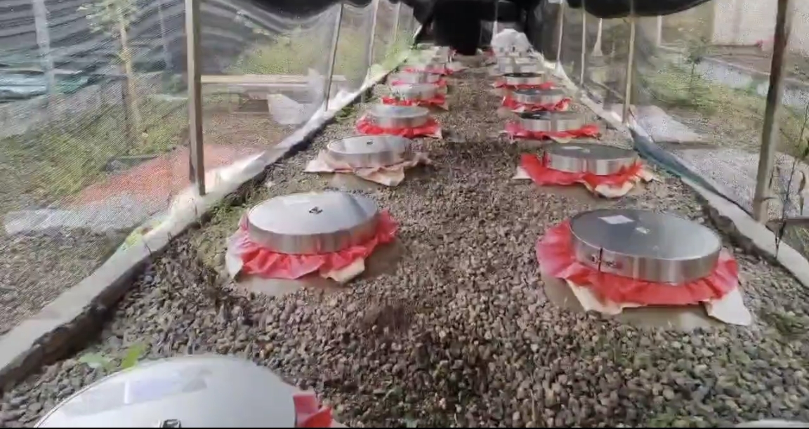 葡萄酒在玻璃罐中发酵的场景,气泡上升,环境阴凉通风 葡萄酒发酵过程图