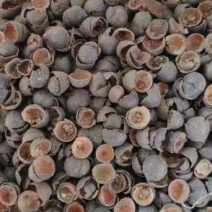 莲子壳
