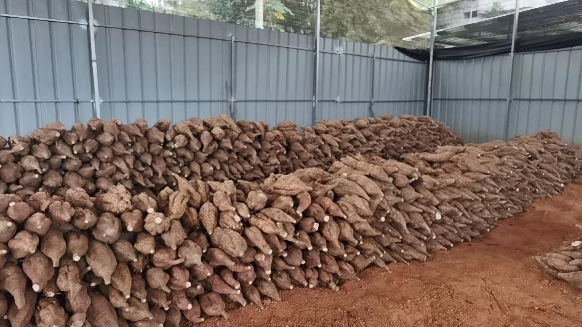 粉葛储藏场景:放置在阴凉通风处的粉葛,用纸箱包装 粉葛储藏场景