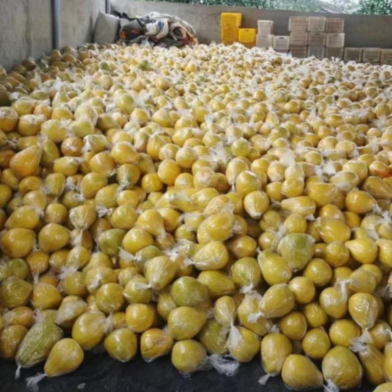 湖南省永州市江永沙田柚