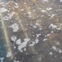 鲤鱼