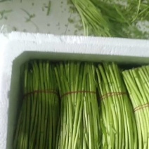 精品芦蒿品质保质大量现货保质保量可视频看货