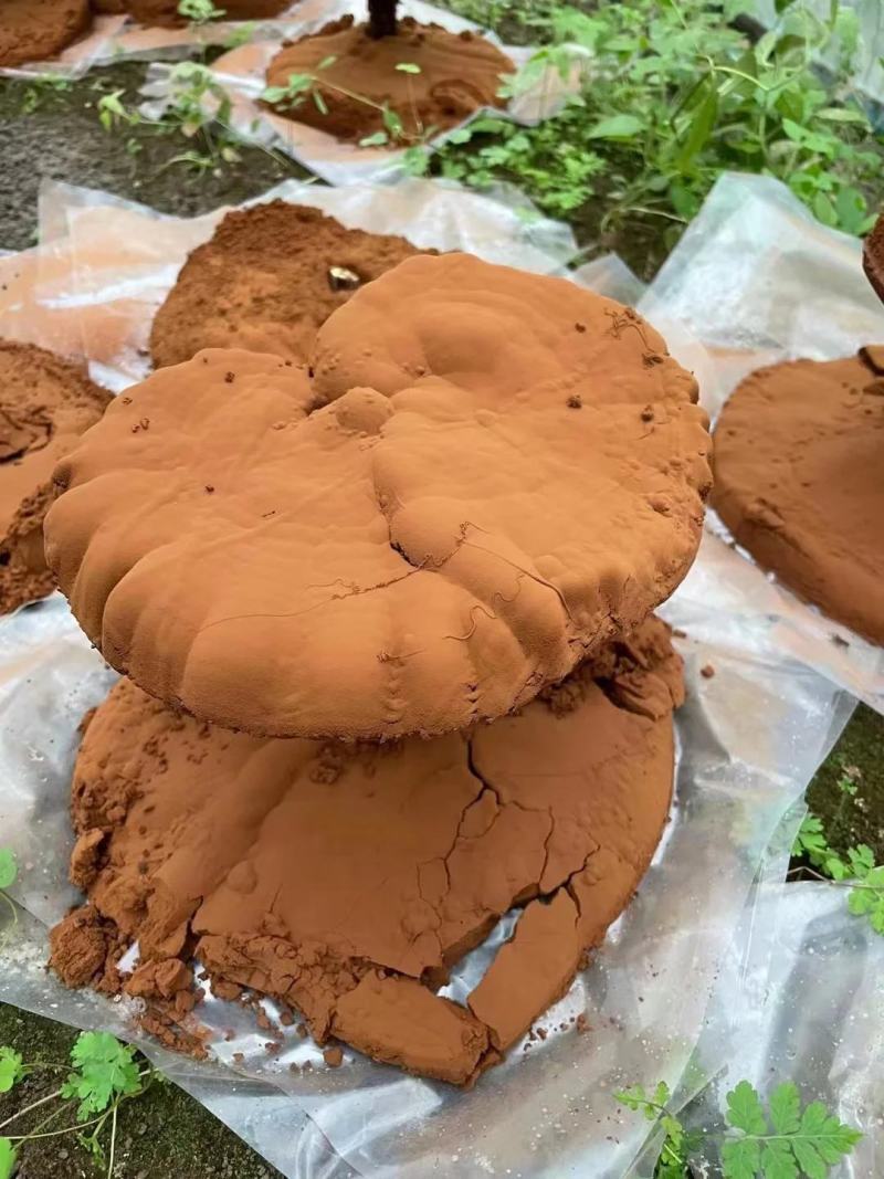 【包邮】灵芝孢子粉正品长白山特级灵芝孢子粉批发好价