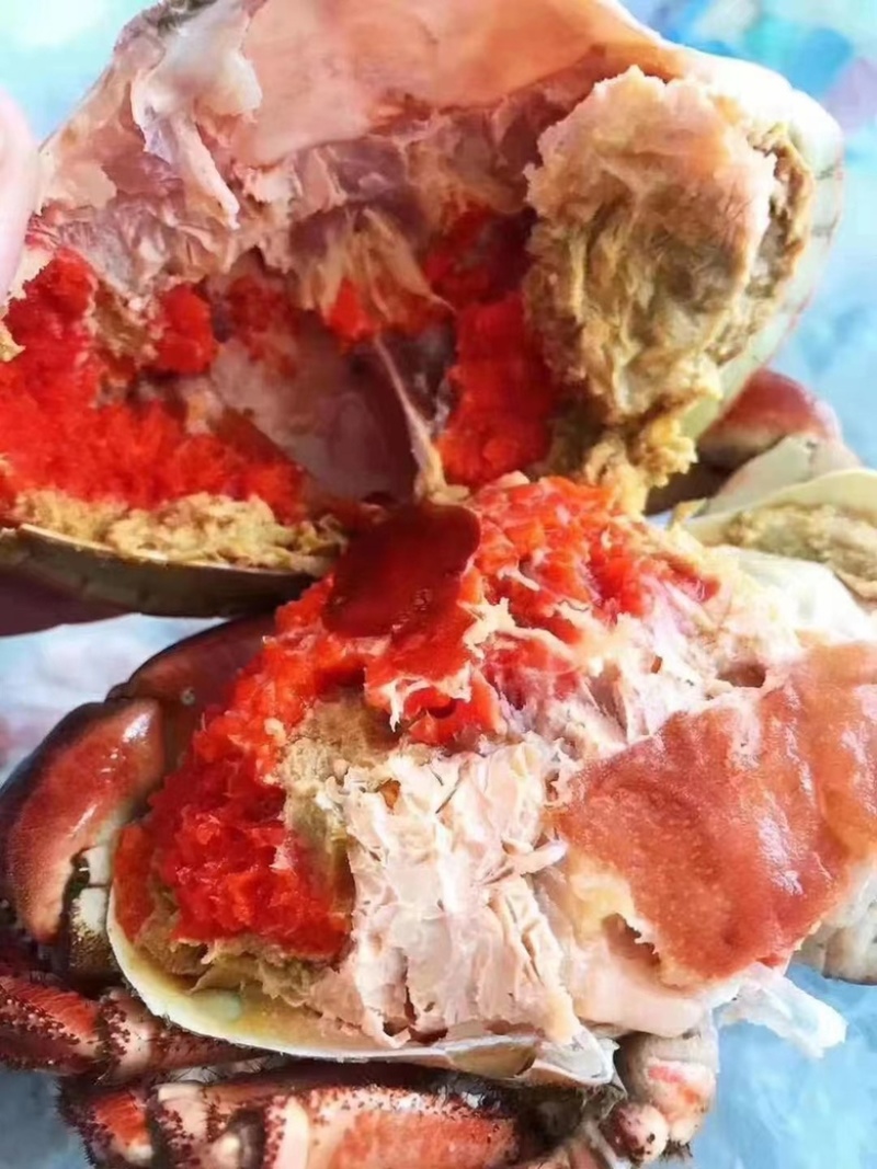 面包蟹满黄满膏新鲜熟冻大个面包蟹整只超大