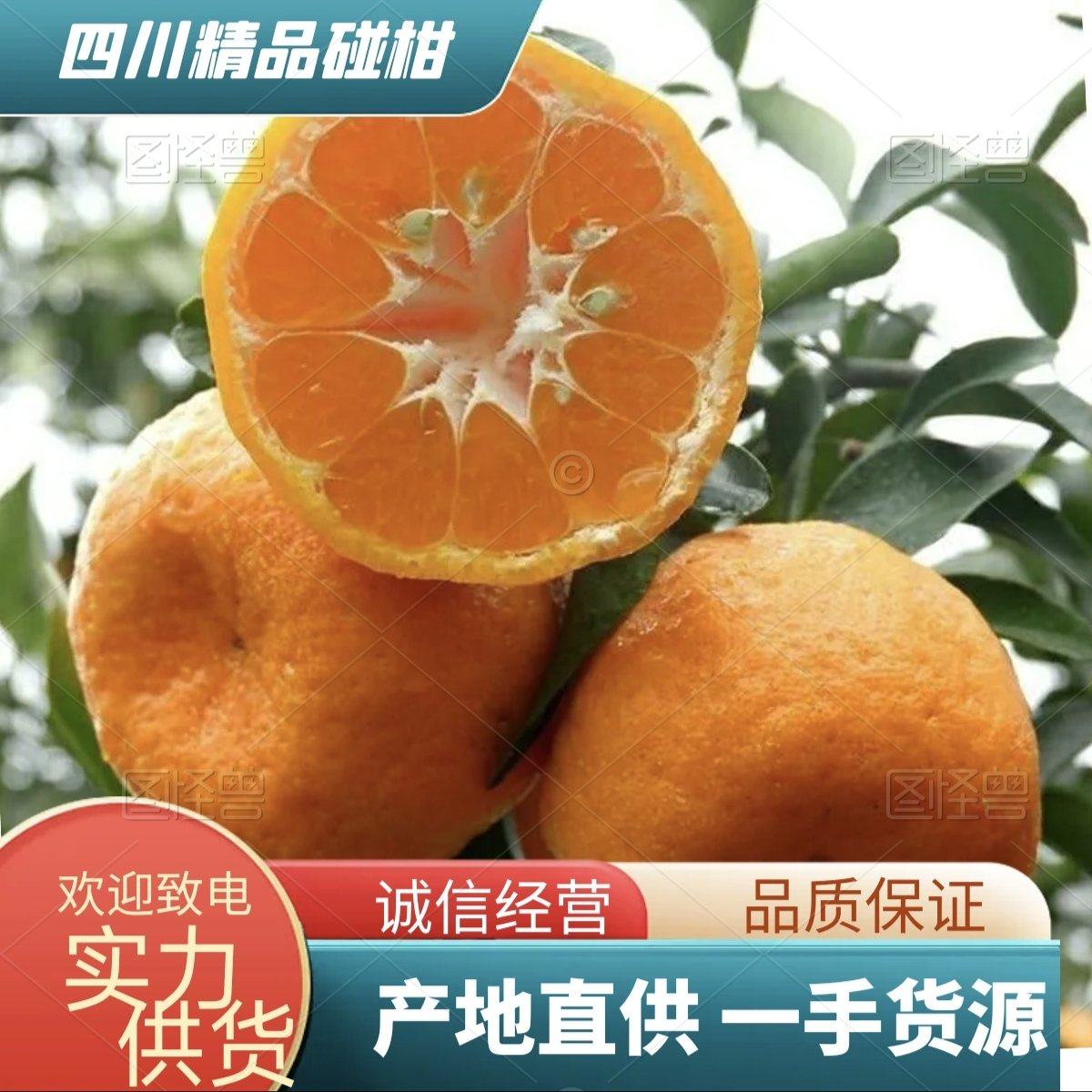 [椪柑批发]四川自贡荣县柑桔 1.00元/斤碰柑 四川产地直供 _ 一亩田