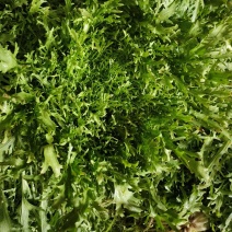 暖棚苦菊大量上市