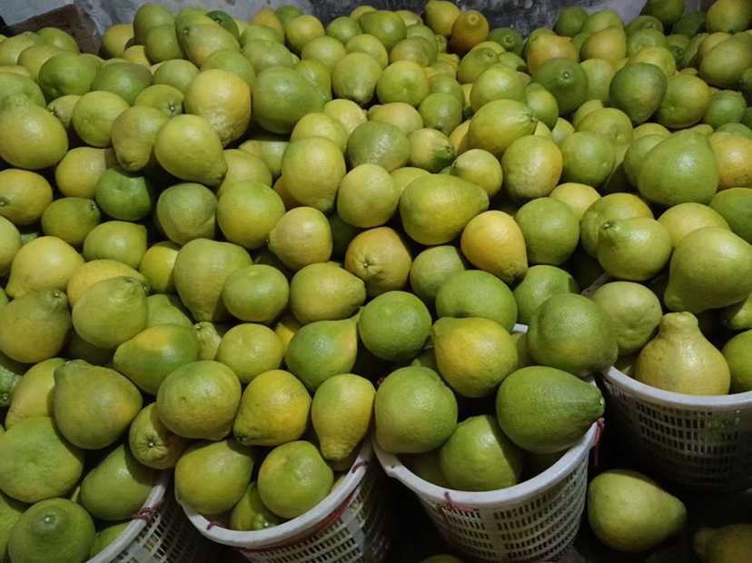 梅州沙田柚节活动现场