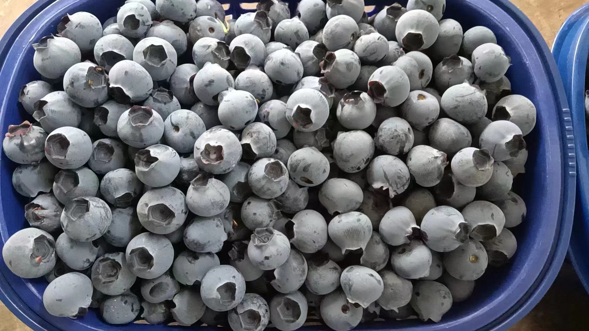 展示正在熬制中的蓝莓果酱,锅中蓝莓呈现浓稠状态 蓝莓果酱制作过程