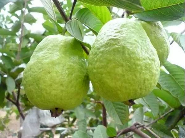 石榴与其他水果对比图示