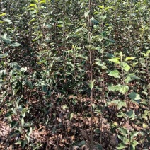 苹果苗，红富士苹果，糖心苹果，