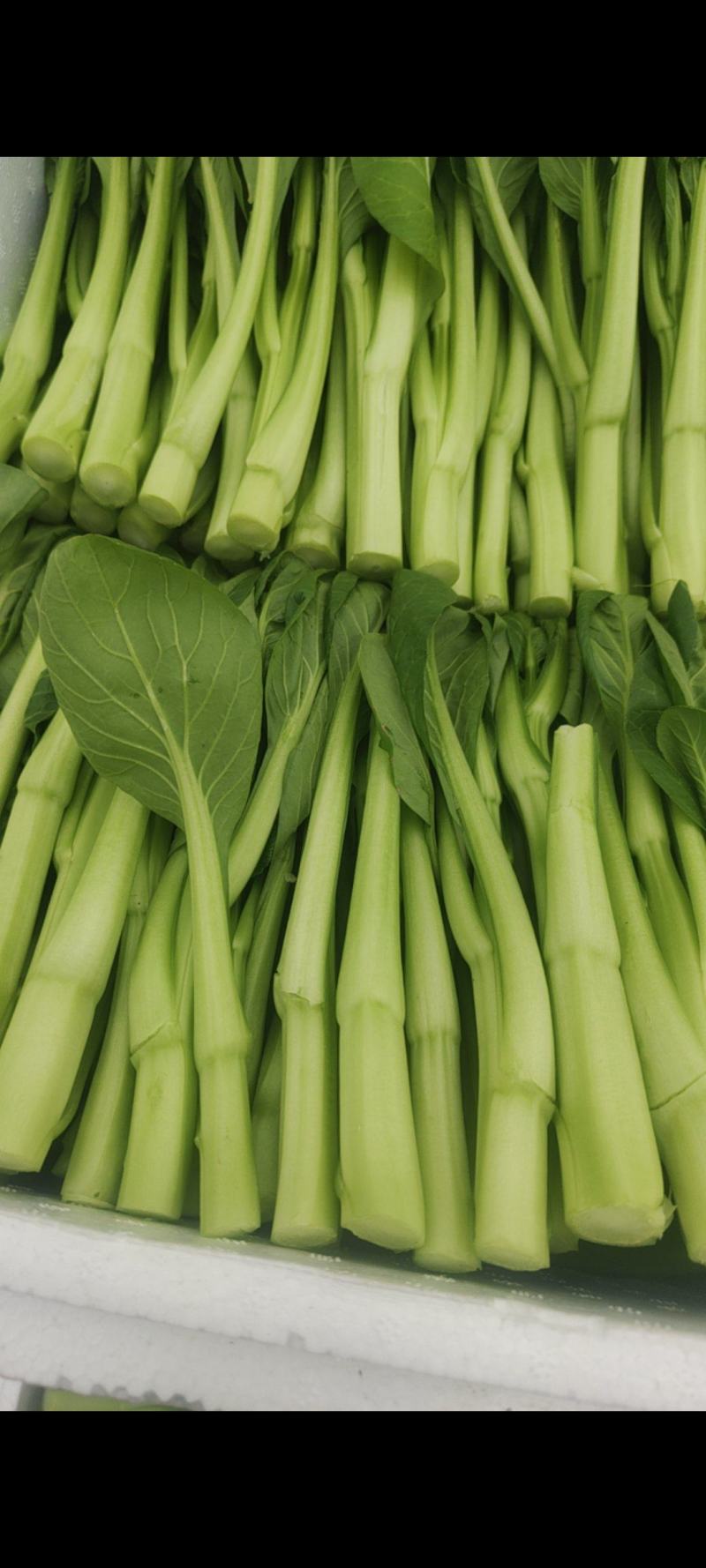 上海菜心
