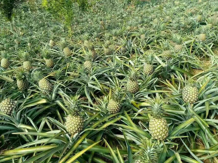 金钻凤梨与芒果凤梨种植园对比图