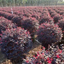 红继木20-120高，各规格大量现货出售，欢迎下单
