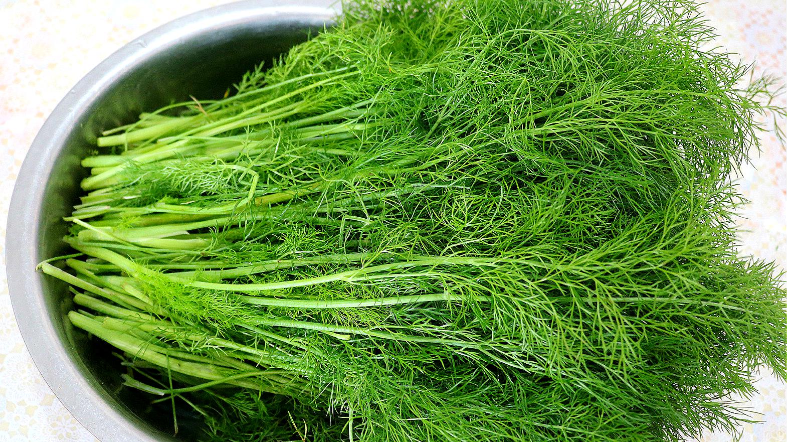 一盘切好的香菜和茴香苗并列放在白色瓷盘中,背景为木质料理台,光线柔和自然,突出两种食材的颜色对比:香菜呈鲜绿色,茴香略带灰绿偏黄绿,茎部细嫩 香菜和茴香可以一起吃的配图