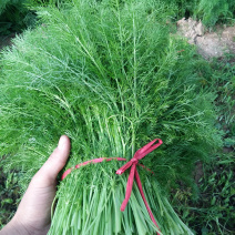【实力供货】精品茴香，保证质量，大量有货，一手货源