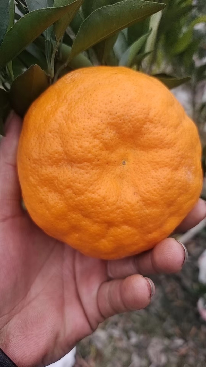 四川粑粑柑高山货味道甜细皮化渣爆汁果面干净