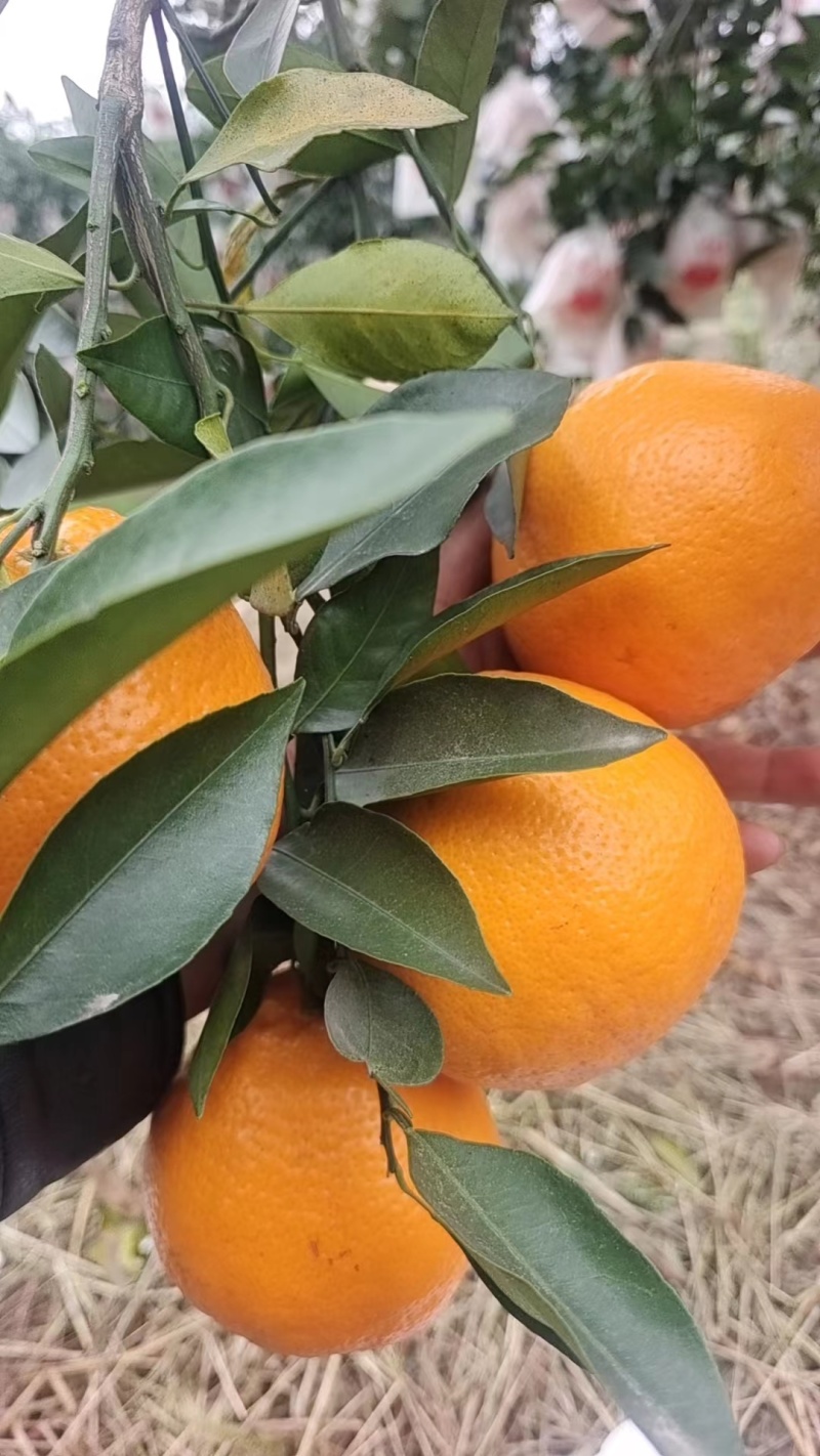 四川粑粑柑高山货,味道甜,细皮,化渣,爆汁,果面干净