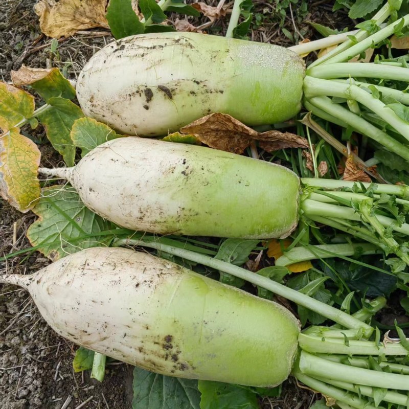 四川产地青头萝卜 水果萝卜 青皮萝卜 果形漂亮颜色好