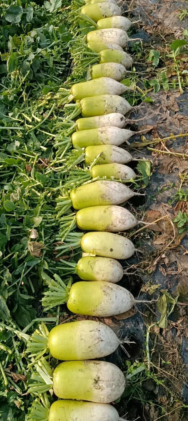 四川产地青头萝卜 水果萝卜 青皮萝卜 果形漂亮颜色好