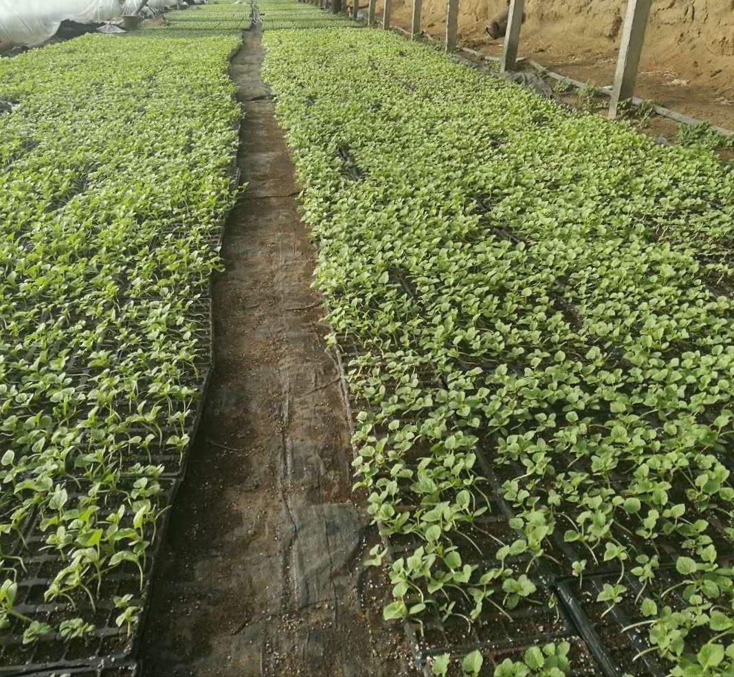 博洋久甜瓜果园实景拍摄