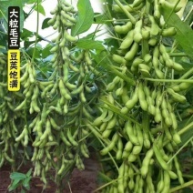 特早王60天毛豆种子早春熟矮杆菜用大豆黄豆菜种子优质青毛