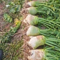 大头菜