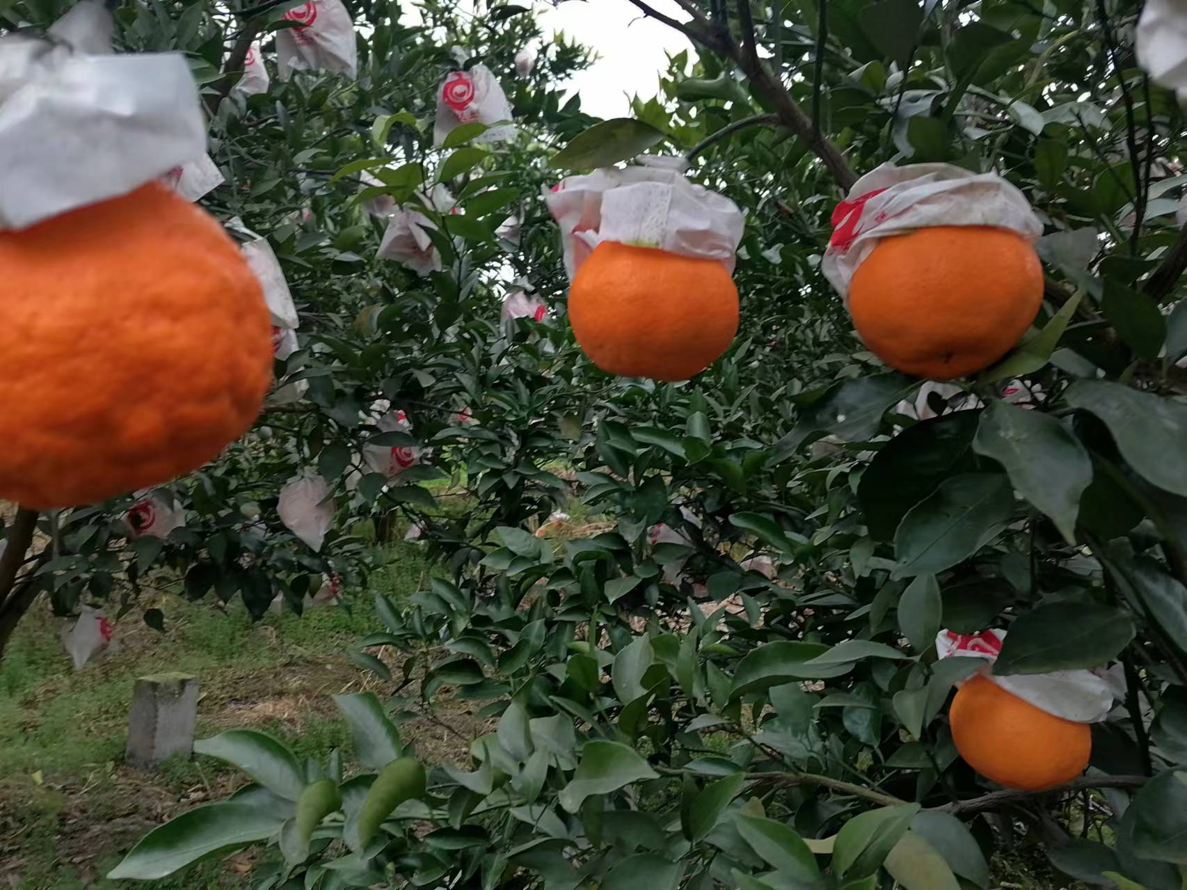 柑橘果实套袋与田间诱捕器布置实景