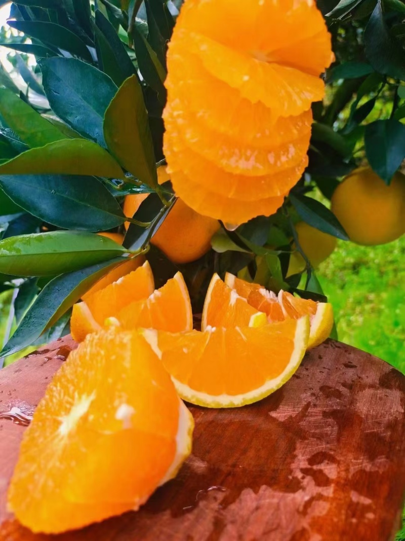 当前位置>供应大厅>水果>橙子> 秭归九月红果冻橙,口感香甜无渣,皮薄