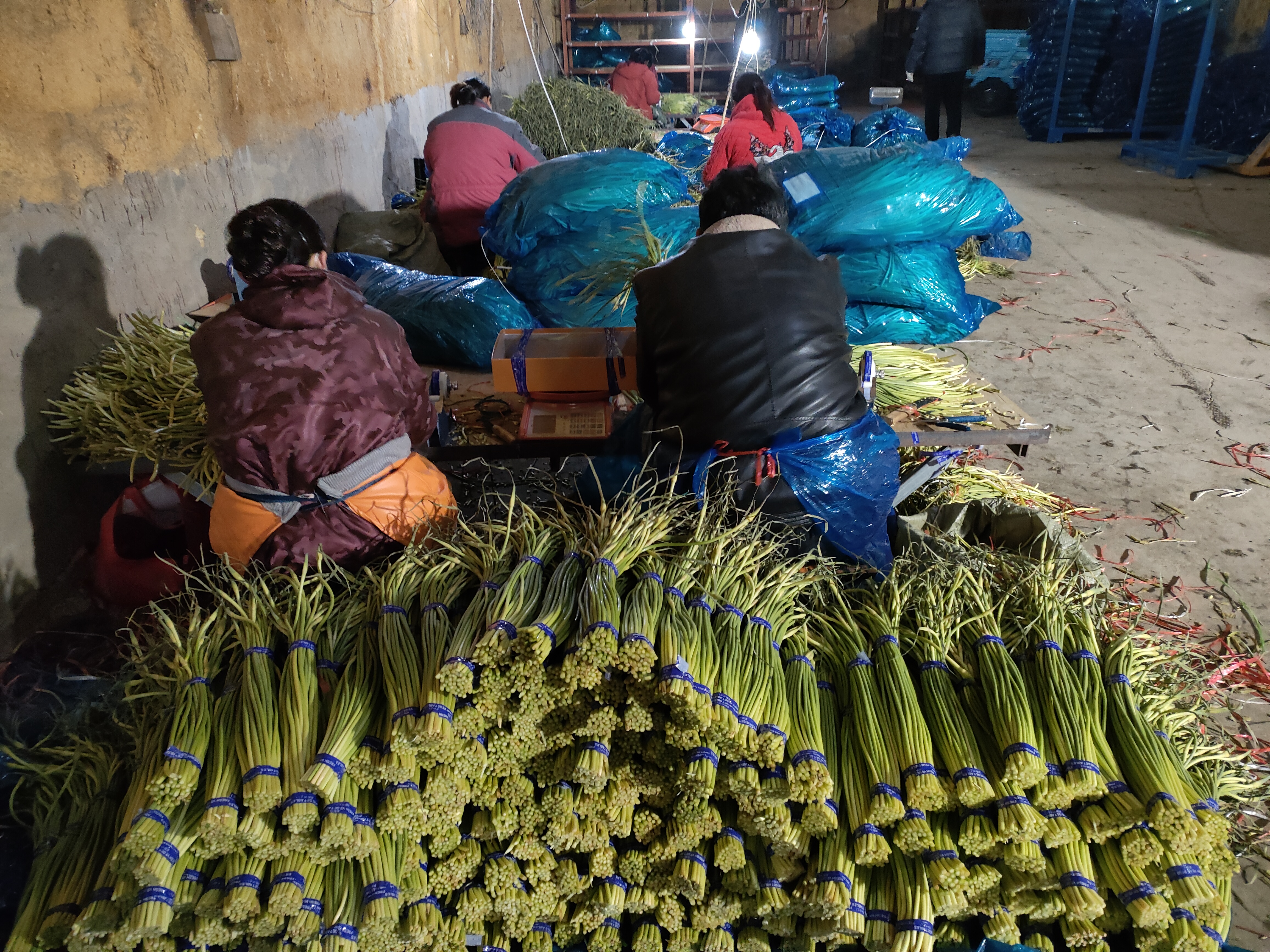 山东省兰陵县某农业龙头企业内的蒜薹自动化分拣线,工人正在操作设备对新鲜采收的蒜薹进行分级筛选,传送带上可见不同规格的蒜薹按长度和粗细分组,背景设有冷链预冷库入口,体现从田头到市场的标准化处理流程 现代化蒜薹分拣包装车间