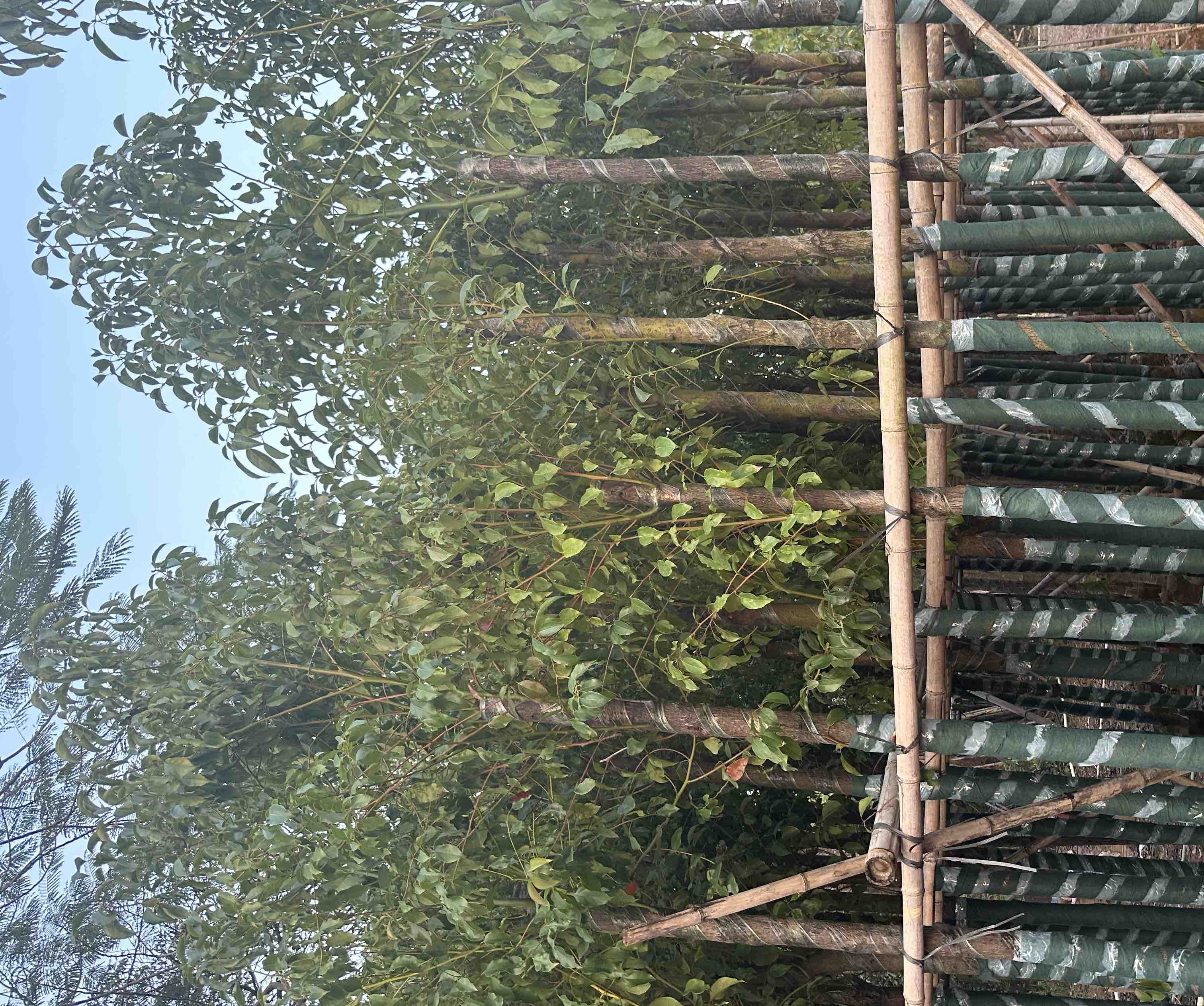 一名身穿防护服的技术人员手持便携式电钻,在樟树主干上水平钻孔;另一名助手准备将白色圆柱形菌棒插入孔中;地面放置工具箱、蜂蜡罐和消毒喷雾器;背景为夏季茂密森林,阳光透过树叶形成斑驳光影 技术人员正在樟树干上进行钻孔接种操作