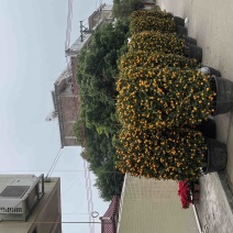 四季桔