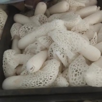 红托竹荪