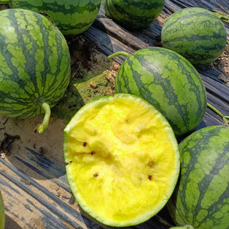 特小凤,无籽,麒麟