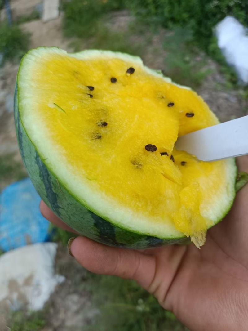 特小凤,无籽,麒麟