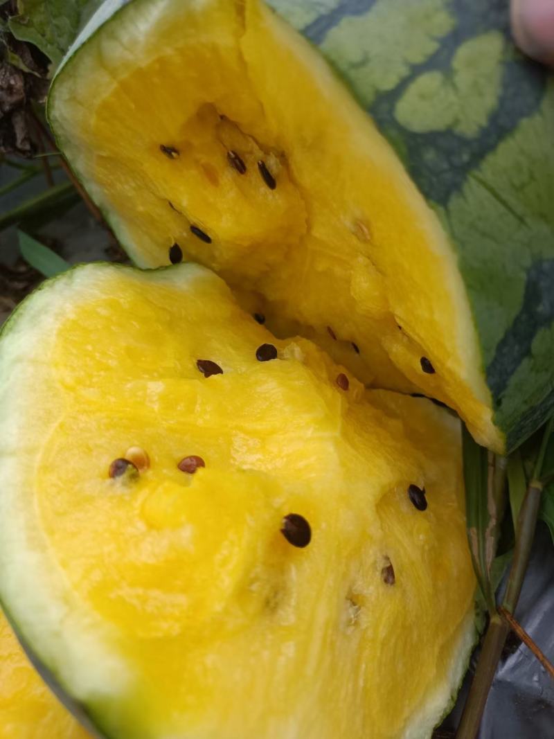 特小凤,无籽,麒麟