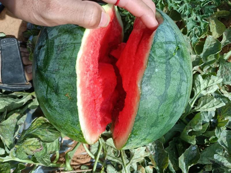 特小凤,无籽,麒麟