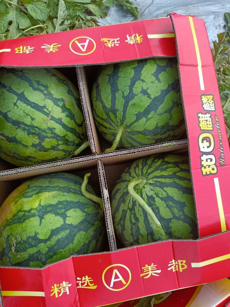 特小凤,无籽,麒麟