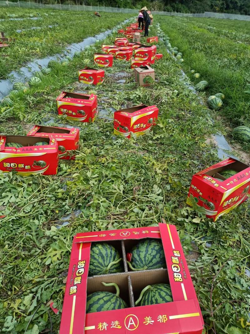 特小凤,无籽,麒麟