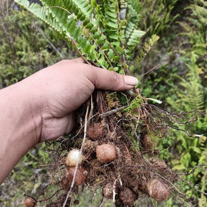 番禺区山黄皮价格行情走势