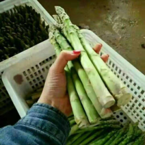 优质高产一代芦笋苗荷塘月色，现挖现发，成活率高