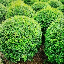 金叶女贞球，成都金叶女贞球种植户大量种植各种规格