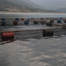 主打大口鲶鱼，丁桂，鲈鱼，武昌鱼，螺鲤，叉尾
