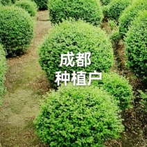 小叶女贞球，成都种植户自产自销小叶女贞球量大