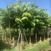 大花紫薇（大叶紫薇）米径5公分到8公分均有